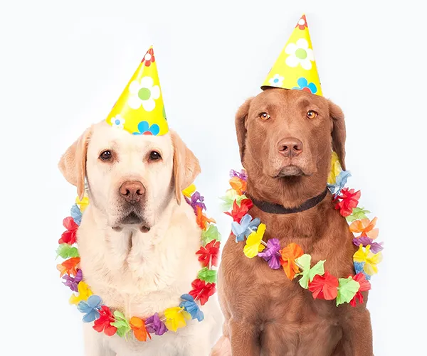 two birthday dogs